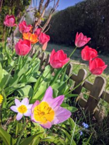 La 2° vague de tulipes