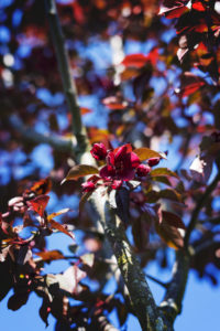 Ah, elles sont fuchsia-poupres les fleurs du nouveau cerisier