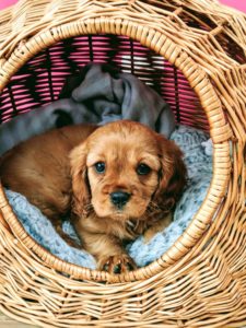 Toute la famille a adopté Padmé ! Cavalier King Charles