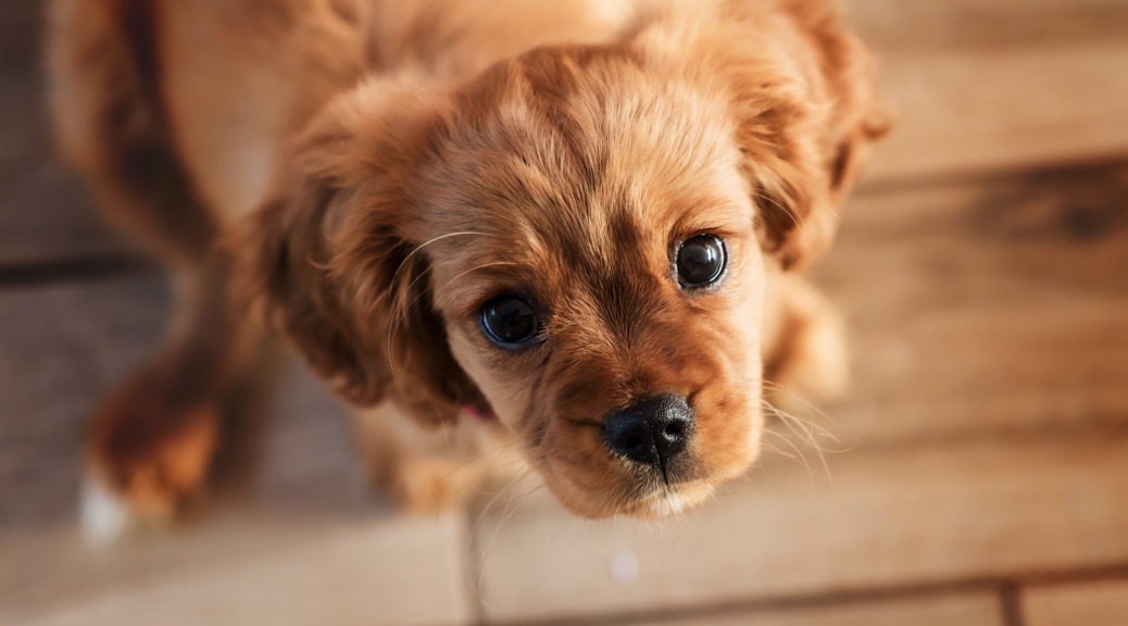 Padmé - Cavalier King Charles