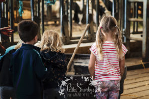 Rose à la Ferme de Haya - Petite Snorkys Photography