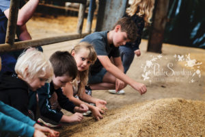 Rose à la Ferme de Haya - Petite Snorkys Photography