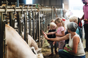 Rose à la Ferme de Haya - Petite Snorkys Photography