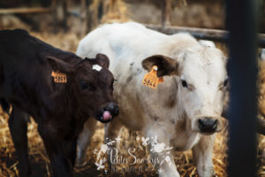 Rose à la Ferme de Haya - Petite Snorkys Photography