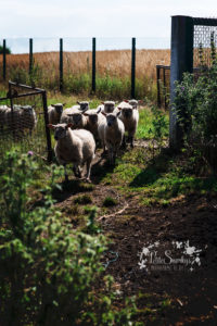 Rose à la Ferme de Haya - Petite Snorkys Photography