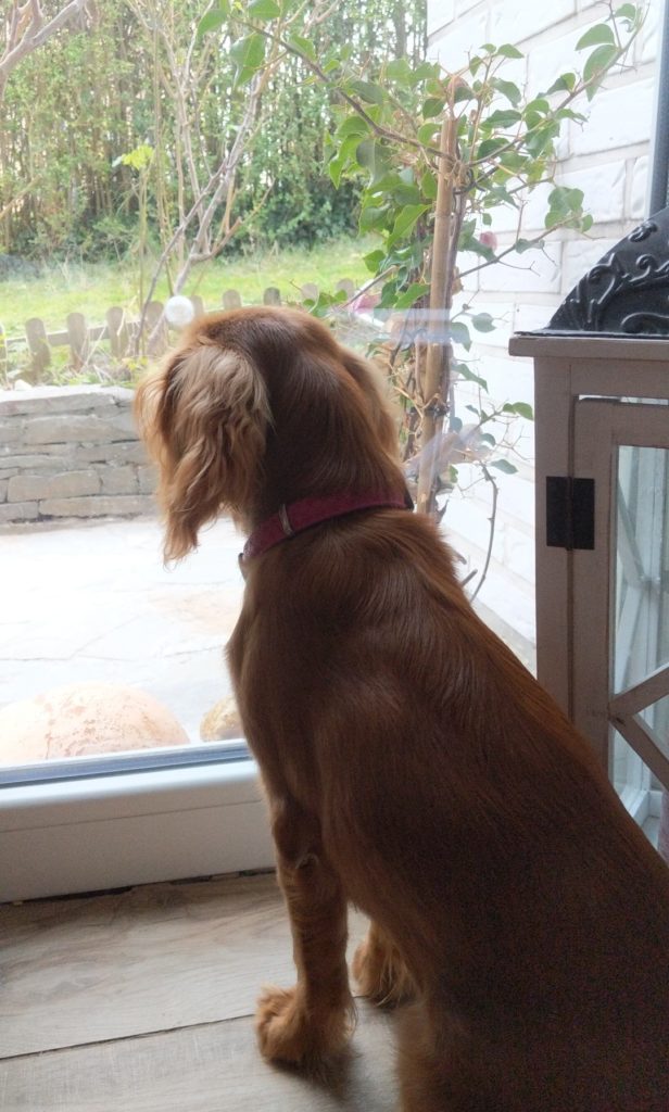 Ils reviennent quand mes humains ?