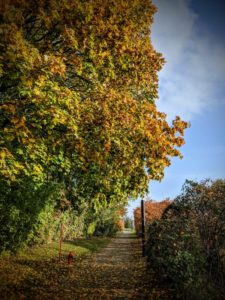 Les jolies couleurs d'autonme au bureau... avant de m'enfermer en mode télétravail.