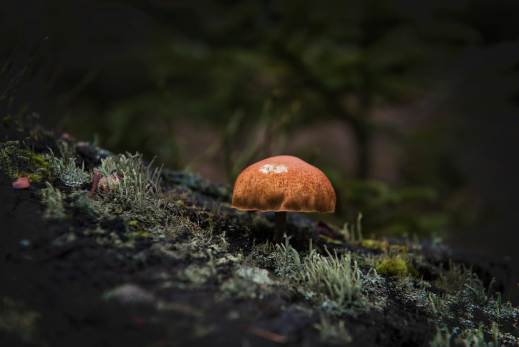 Petite balade dans les Fagnes près de Hockai