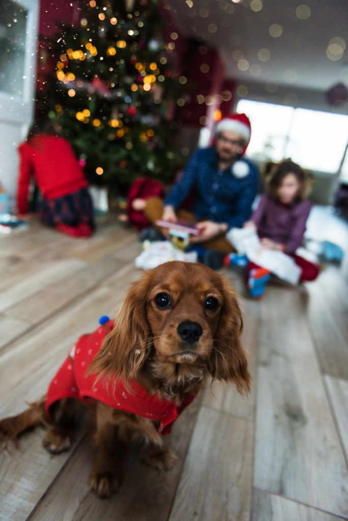 Wouf Wouf *(Joyeux Noël en chien)