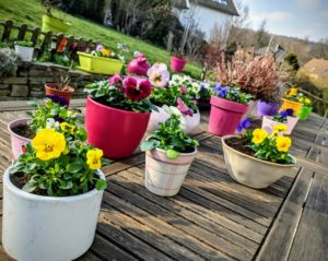 Et voilà de la couleur dans le jardin !