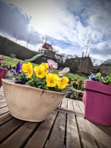 Et voilà de la couleur dans le jardin !