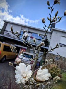La magnolia inaugure le printemps 21