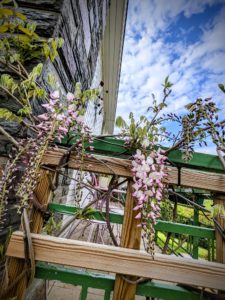 Quelques années plus tard, la Glycine est enfin en fleur !