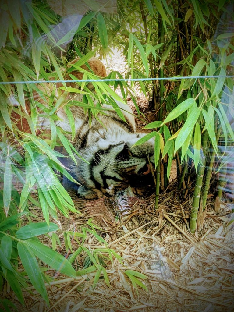 Mais on voit bien les animaux au Zoo de la Palmyre