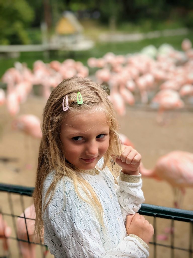 Mmm, ça ne sent pas bon tous ces flamands rose - Le Zoo de la Palmyre