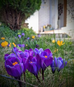 Le soleil brille, le jardin s'éveille !