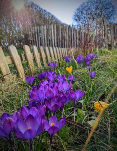 Le soleil brille, le jardin s'éveille !