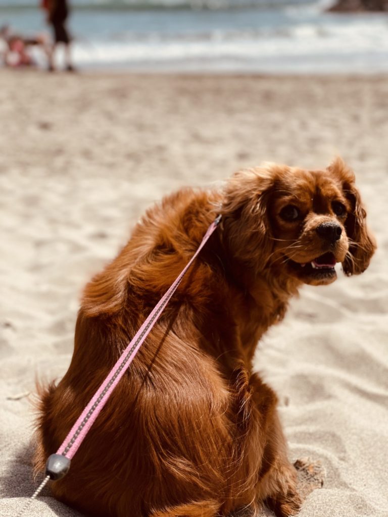 Sur la plage des Saintes-Maries de la Mer