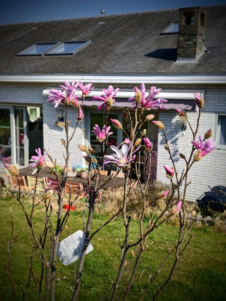Le Rhododendron rose en fleur