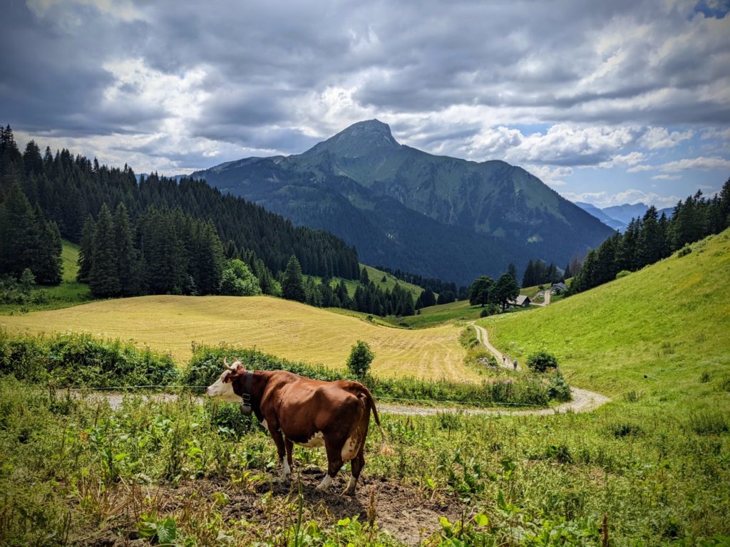 On va voir les vaches ? - Châtel - Vacances en Haute Savoie
