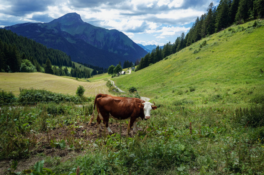 En route avec notre guide Aline pour un goûter dans les alpages à la Ferme de la Barbossine - Vacances en Haute Savoie - Chatel