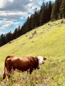 Une vue à couper le souffle près du lac de Joux Plane