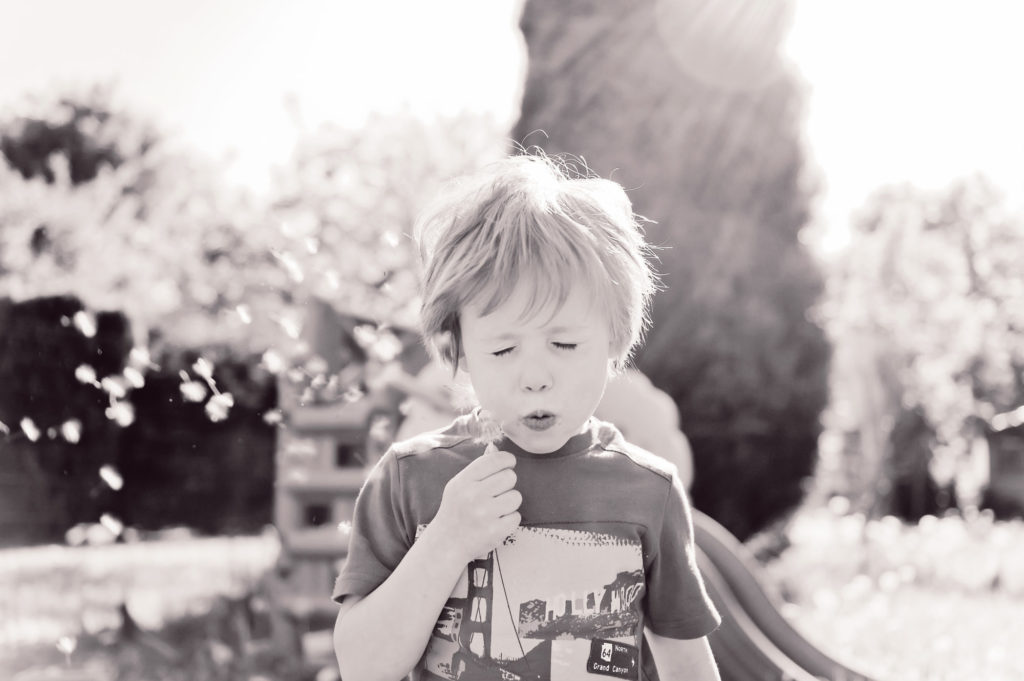 La guerre des pissenlits. Mai 2013