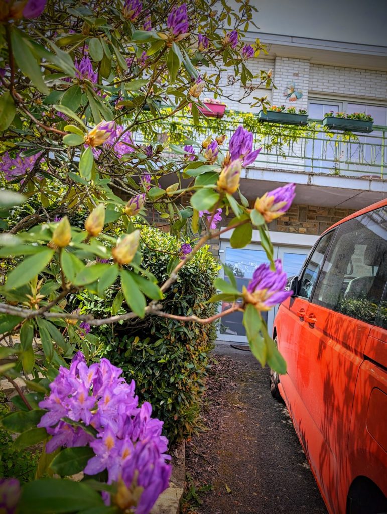 Les Rhodos sont en forme cette année !