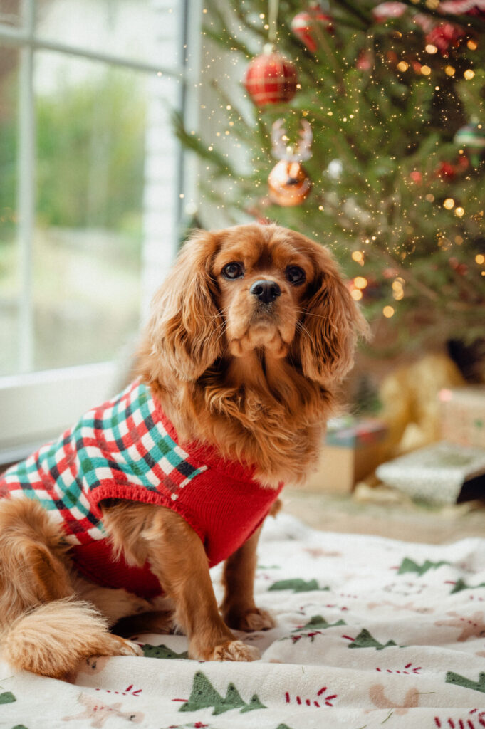 La magie du matin de Noël où sous le sapin surprises de recevoir et plaisir d'offrir offrent des moments inestimables à conserver
