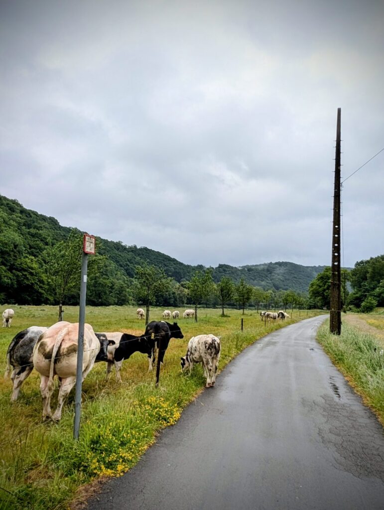 Running sur le ravel de l'Ourthe - 25/05/2025