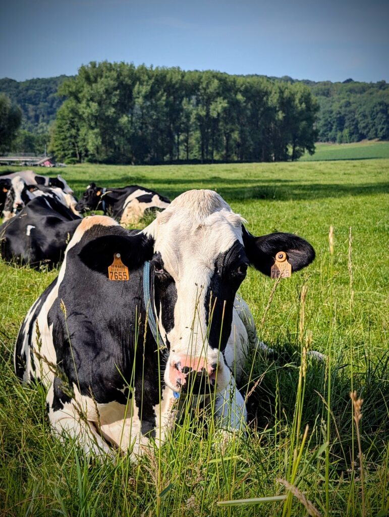 Running sur le ravel de l'Ourthe - 18/06/2025