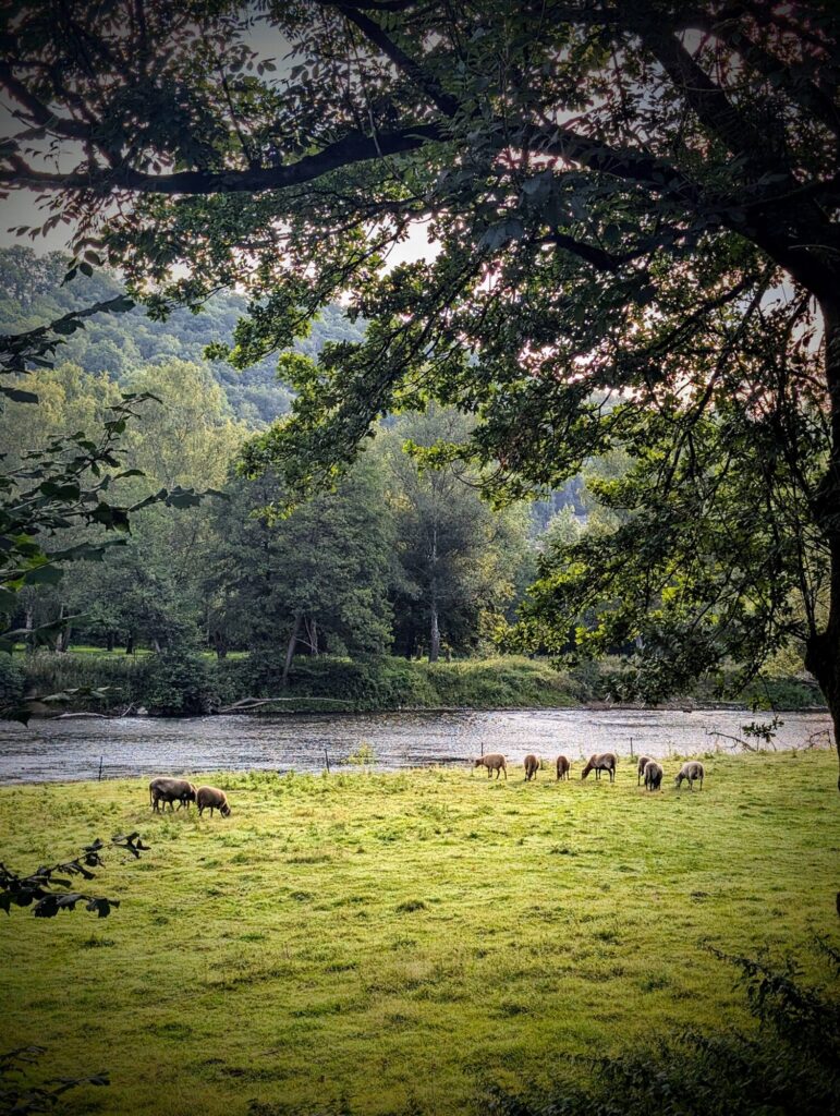 Running - Boucles de l'Ourthe - Entre Fechereux et Esneux