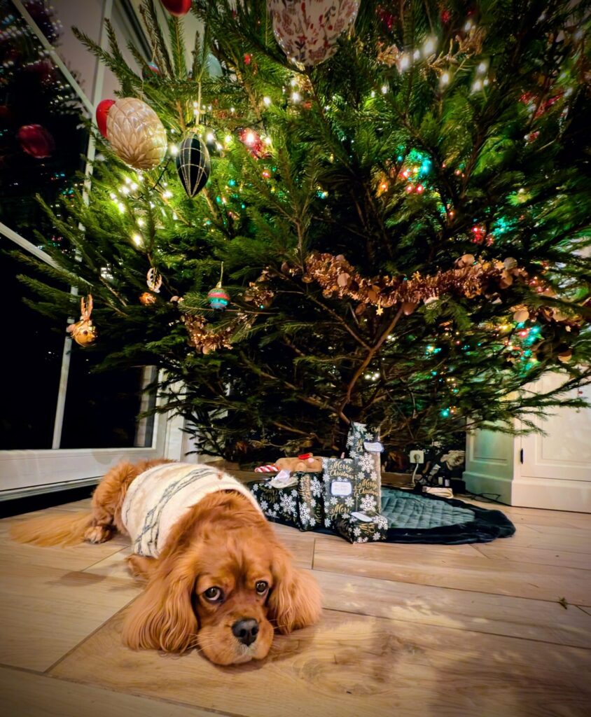 Padmé sous le sapin de Noël