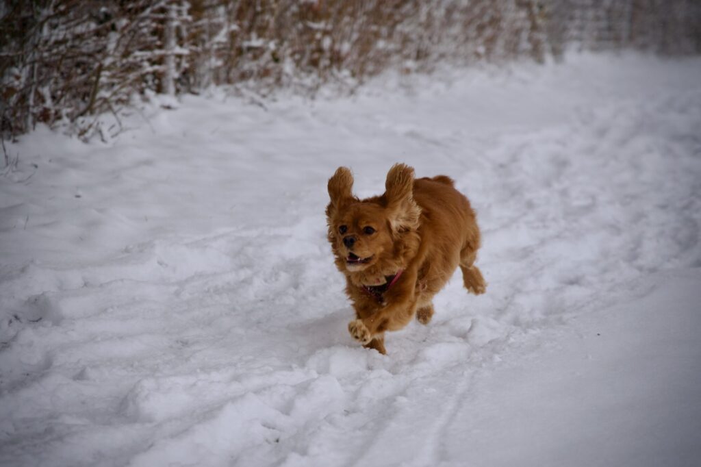En promenade sur les hauteurs d'Esneux dans le blanc de la neige. ©LMDC, 2026