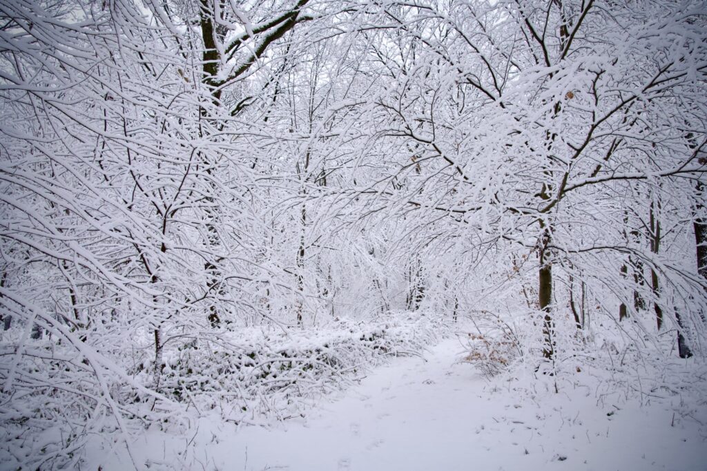 En promenade sur les hauteurs d'Esneux dans le blanc de la neige. ©LMDC, 2026