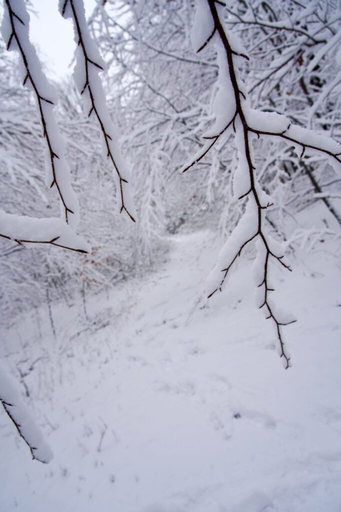 En promenade sur les hauteurs d'Esneux dans le blanc de la neige. ©LMDC, 2026
