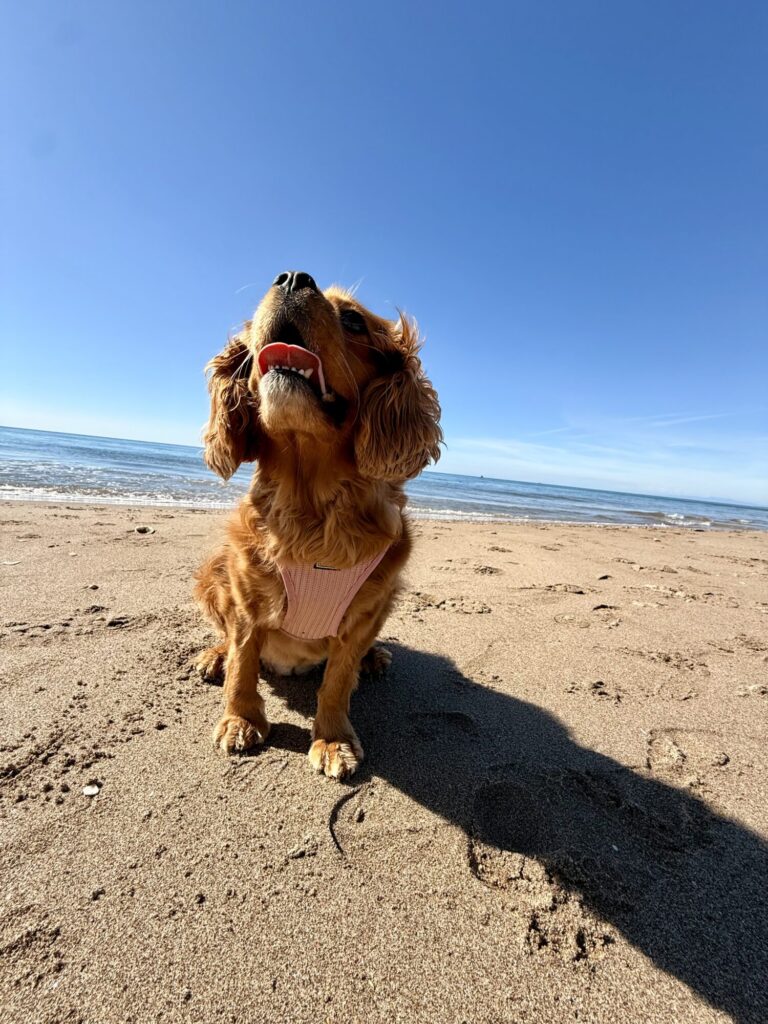 Padmé sur la plage
