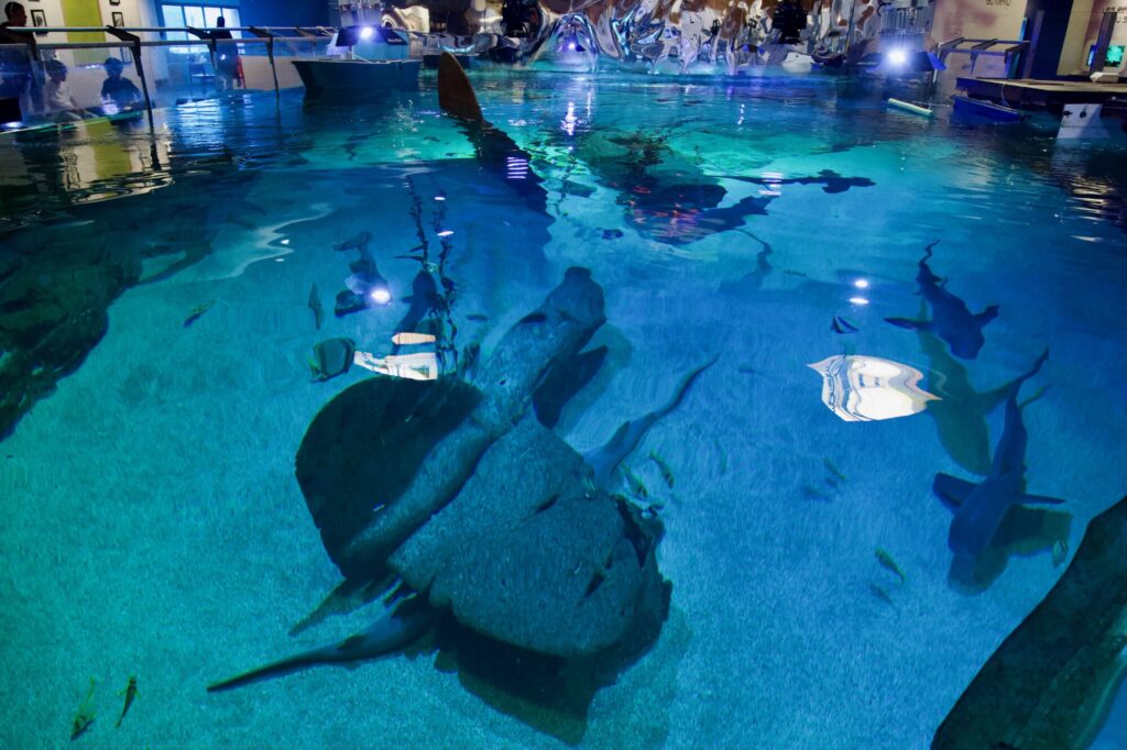 Visite du Seaquarium du Grau du Roi - ©LMDC, 2026