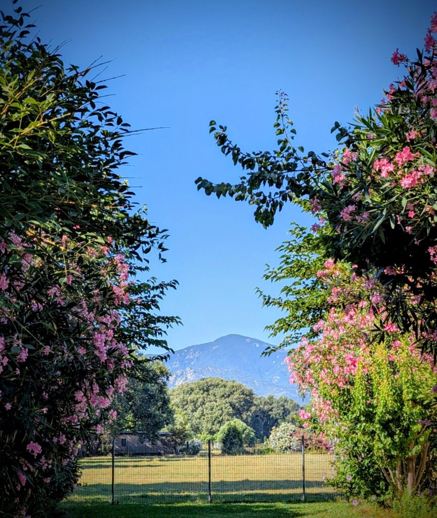 Vacances dans les Pyrénées orientales - Camping Le Dauphin - Argelès-sur-Mer - ©LMDC, 2026