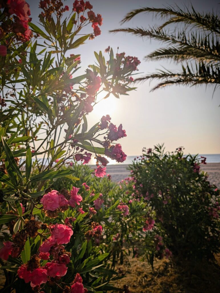 Vacances dans les Pyrénées orientales - Argelès-Sur-Mer - ©LMDC, 2026